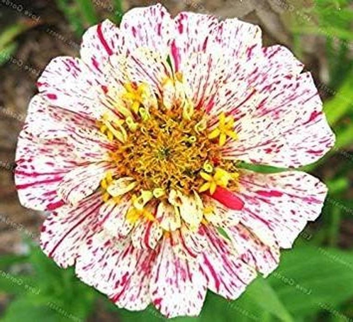 Zinnia Zaden - Bloemzaden Zadenmix - Bloementuin Aanleggen - Gemakkelijk te Kweken - 100 stuks - Kleurrijk
