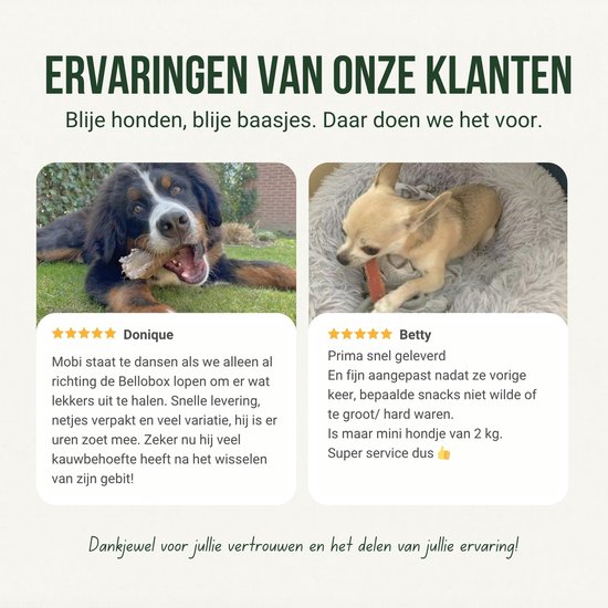 Een Berner Sennenhond en een chihuahua liggen en eten snacks. Klantrecensies.