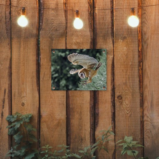Hibou d'attaque 40x30 cm - petit