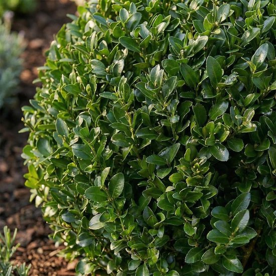 Japanse hulst bollen - Groenblijvende struiken - Tuin decoreren - Buxus alternatief - 30 cm hoog - Groen — afbeelding 2