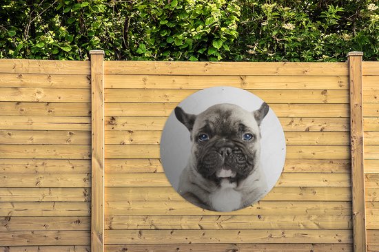 Tuincirkel Portret van een Franse Buldog pup - 120x120 cm - Ronde Tuinposter - Buiten