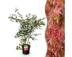 Green boutiQ - Tuinplant - Acer palmatum Beni Maiko - Japanse Esdoorn - Bladverliezend - Rood - 1 - Pot 26cm - Hoogte 90cm