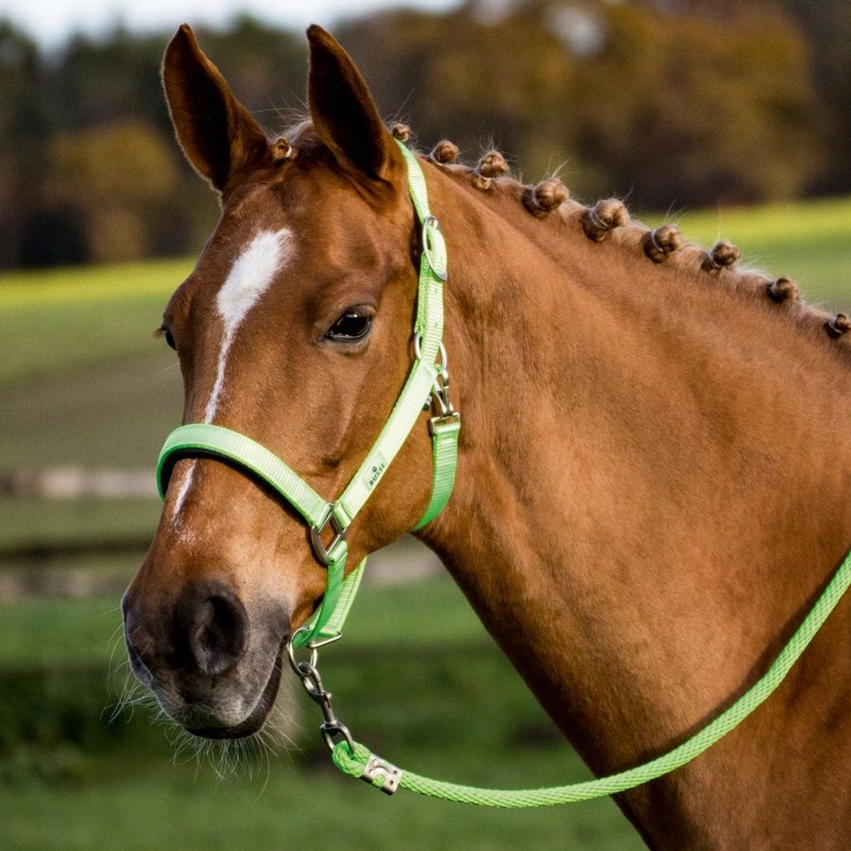 Busse Kantara voor Pony's - Extra Sterk en Zacht Gevoerd