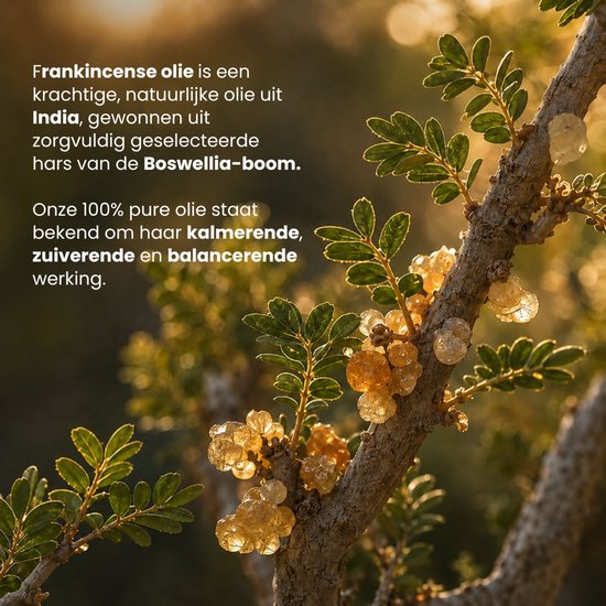 Kralen van wierookhars aan een boomtak.