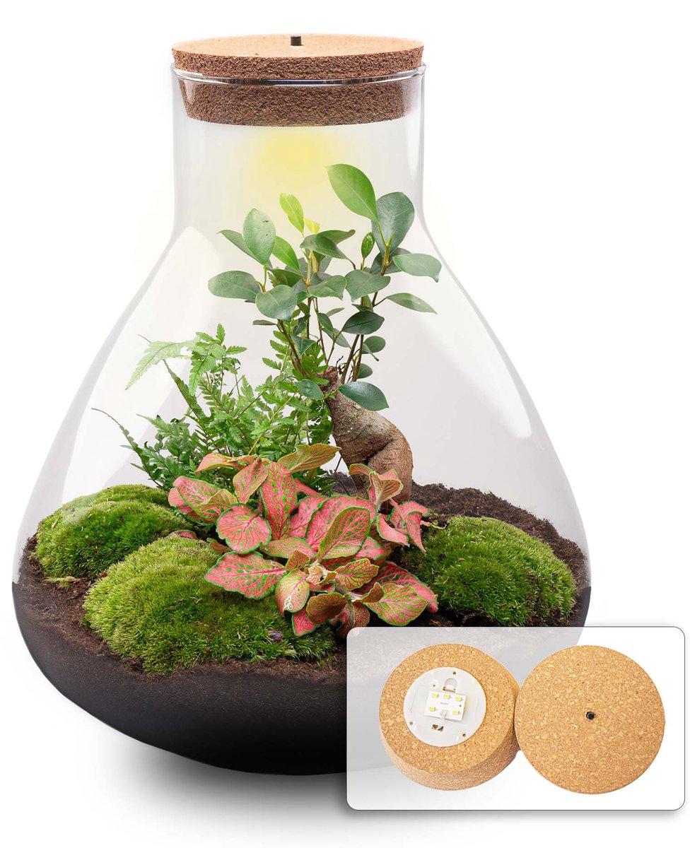Terrarium DIY Kit - Sam XL Bonsai - Bottle Garden - ↑ 32 cm