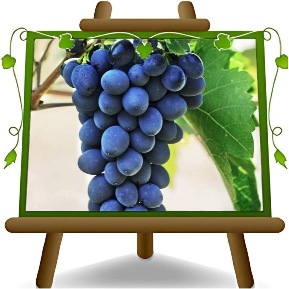 Wijnstok Fruitplant - Druivenplant - Binnen Decoratie - 2 Jaar Teelt - 170 cm Hoog - Groen