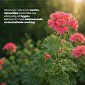 Close-up van roze geraniumbloemen met bladeren. Geraniumolie is afkomstig uit Egypte.
