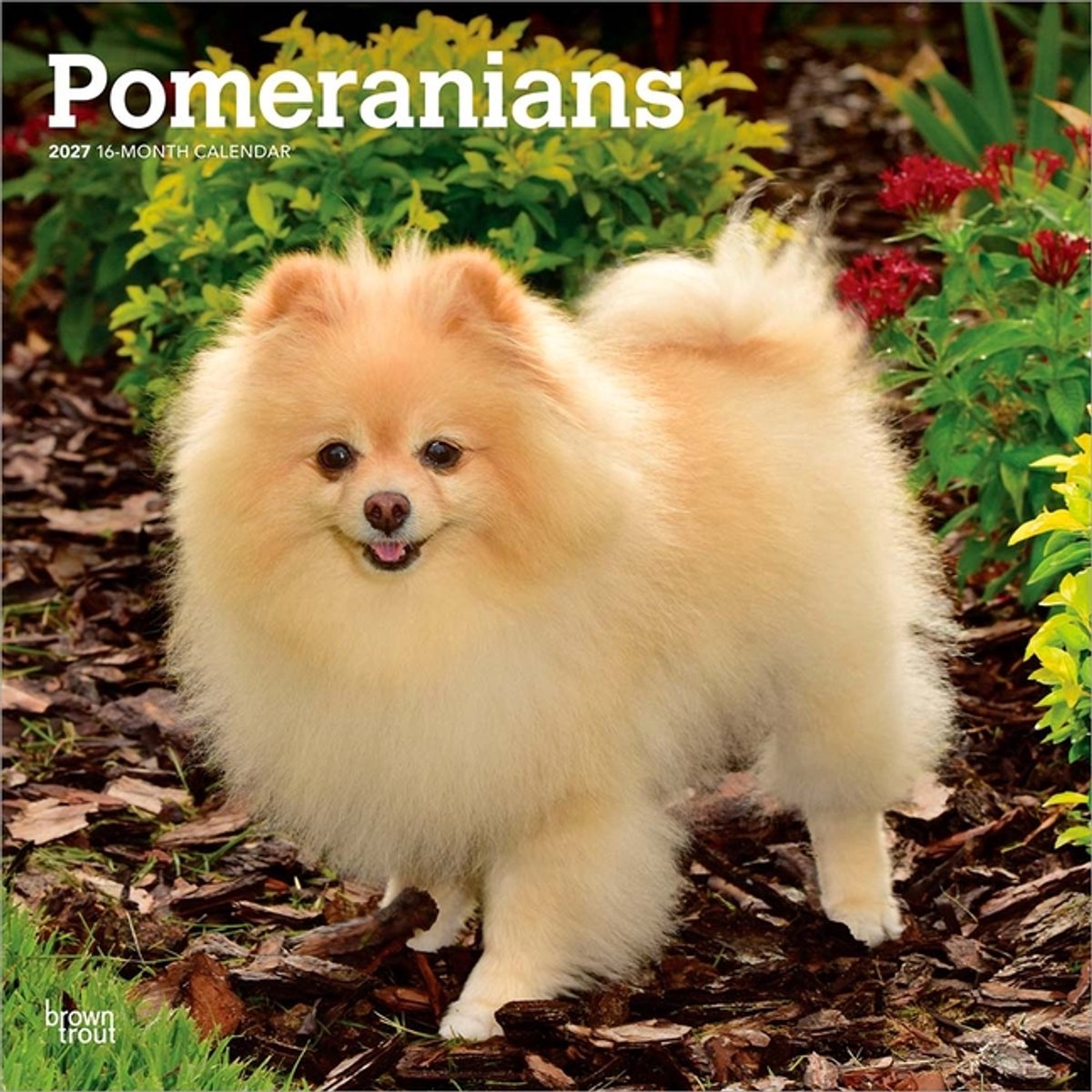 Pomeranian Kalender 2027