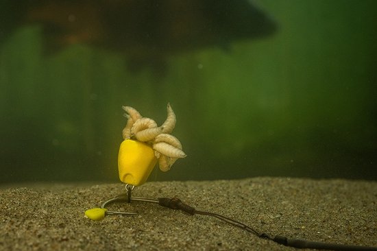 Corn Maggot Clip Pole Position van Merkloos — afbeelding 3