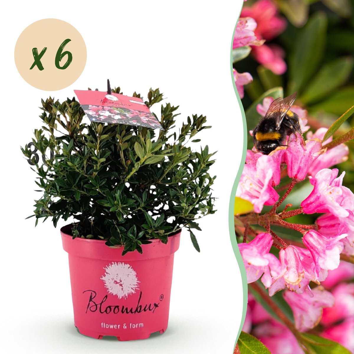 Plantenboetiek.nl | Dwerg Rhododendron - Rhododendron Bloombux Magenta - Bloeiende Buxus - Weinig Onderhoud - Roze Bloem - 6 Planten - Ø17cm - 30-40cm hoog - Tuinplant