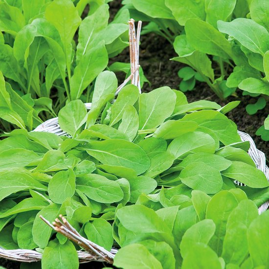 Sluis Garden - Rucola Pronto (Eruca sativa)