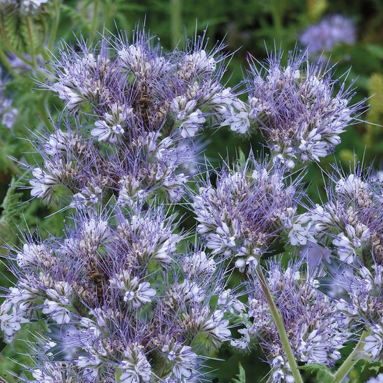 Sluis Garden - Bijenvoer BIO (Phacelia tanacetifolia)