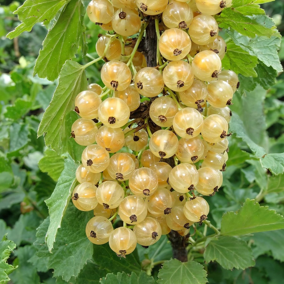 Witte Bessen Plant - Witte Hollander - 2 stuks - Tuinplant - Voor je moestuin - Bessenplant