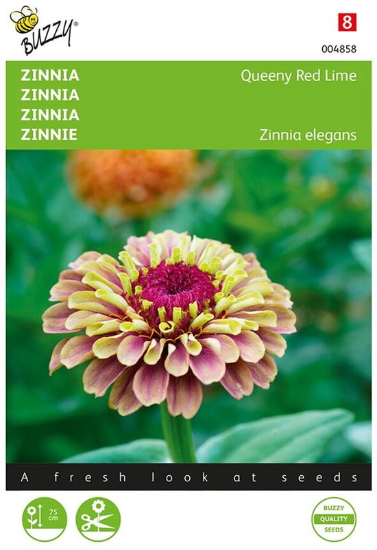 Zinnia Queeny Red Lime (Zinnia elegans) | bol