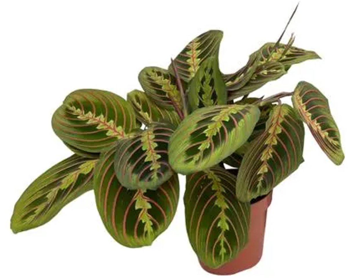 JUNAVERA Maranta Fascinator | terrariumplant en kamerplant | 12 cm pot | 35 cm hoog