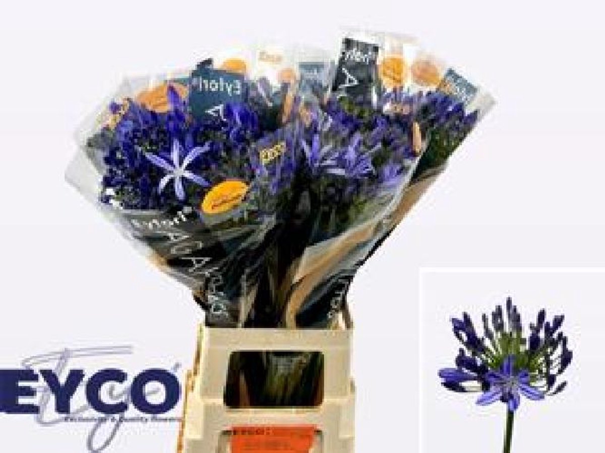 10x Agapanthus eyfori blue 70cm