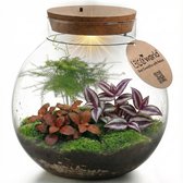 Gesloten glazen ecosysteem met mos, drie soorten planten en een verlicht kurkdeksel.