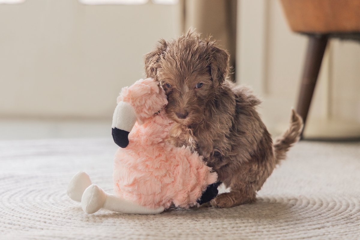 Beeztees Puppy Flamingo Mick - Puppy Speelgoed - Puppyknuffel - Hondenspeelgoed - Roze - 27x10x18 cm thumbnail 3