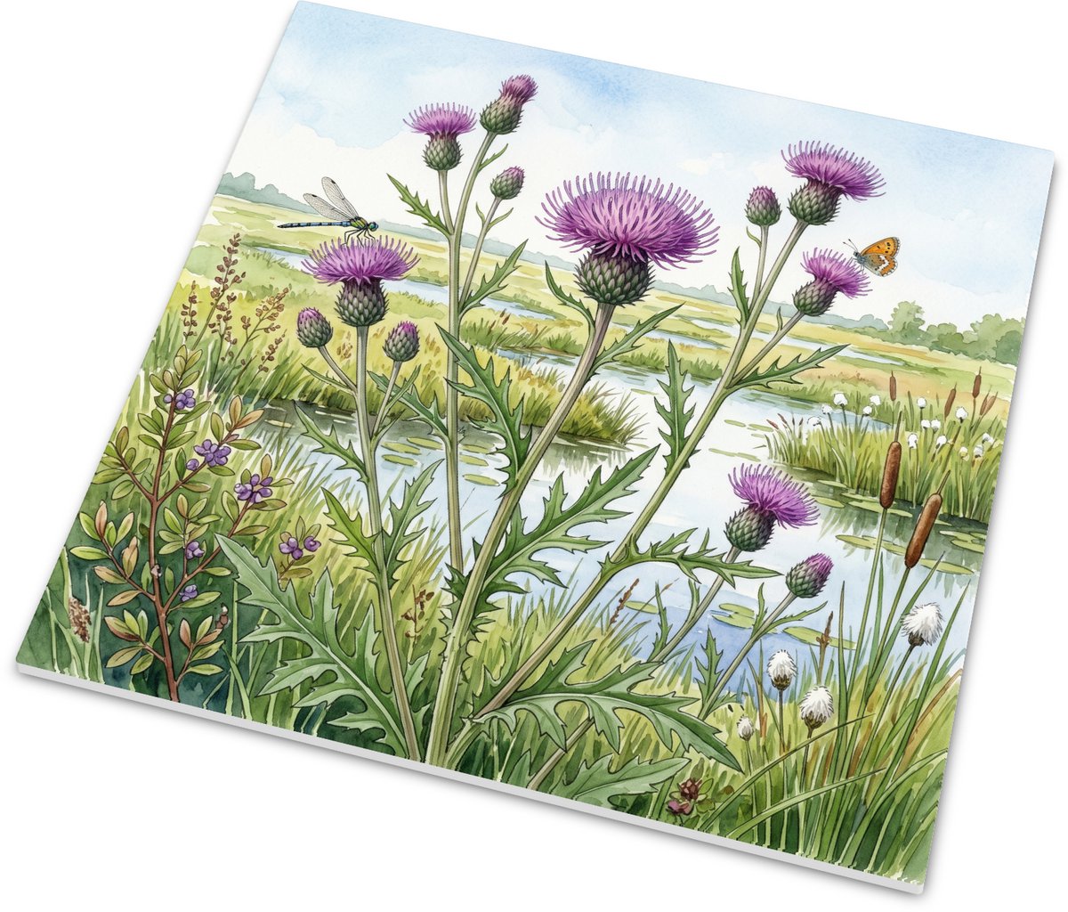 Tegeltje spaanse ruiter (Cirsium dissectum) met vlinder en libelle - Botanische aquarel mo