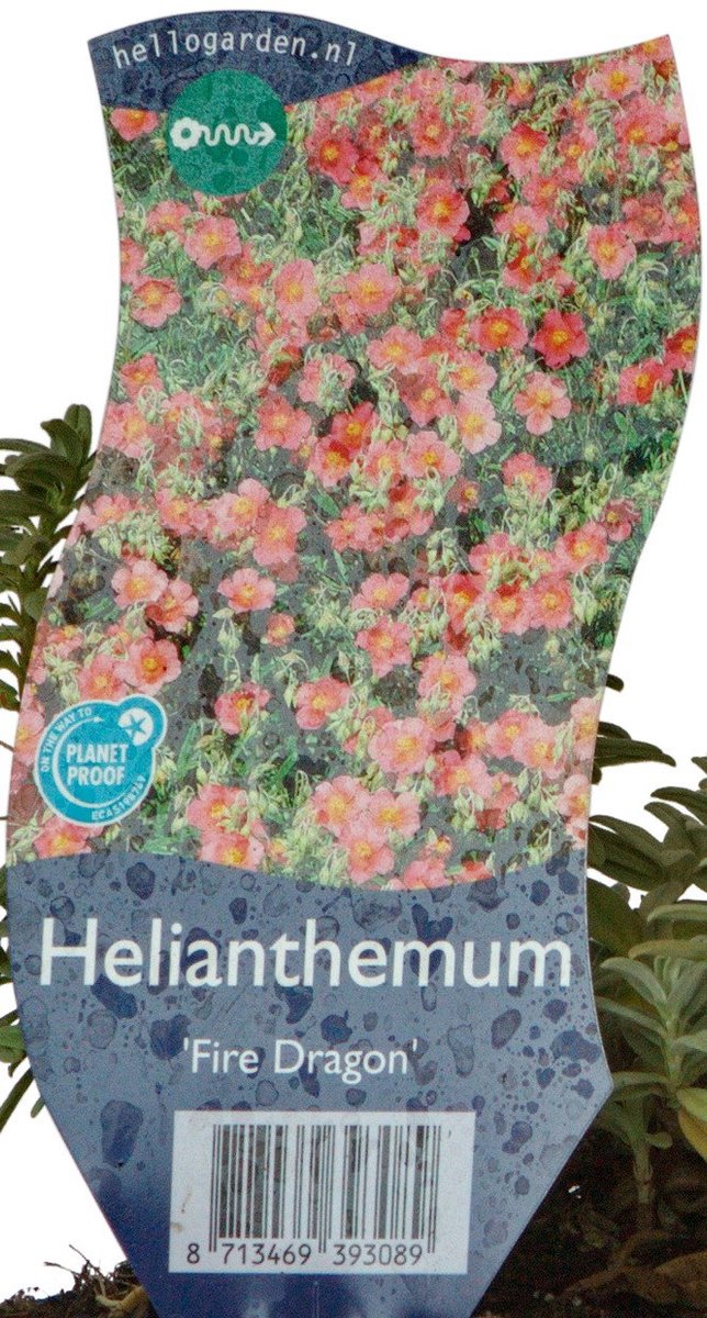 Griffioen - Helianthemum 'Fire Dragon'
