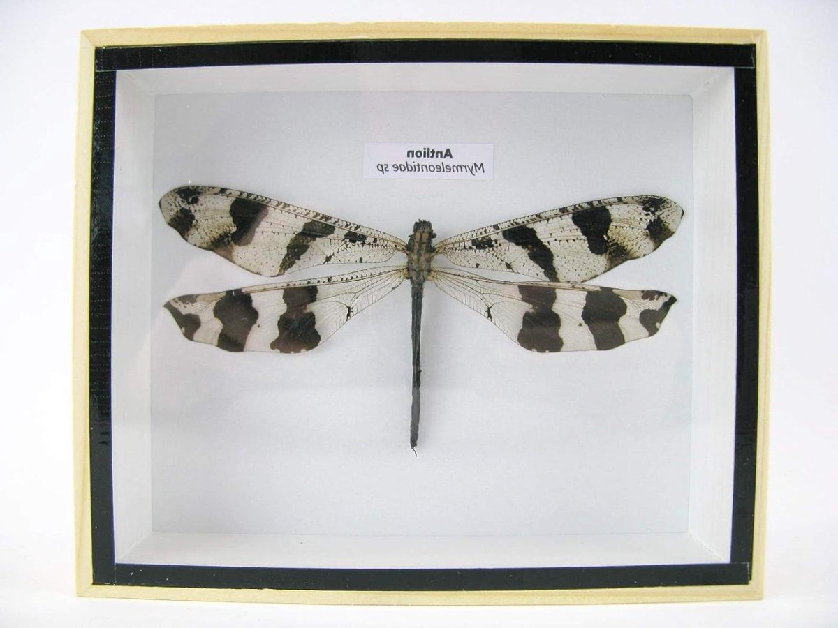 Exotische libel - Insect kunst - Wanddecoratie woonkamer - Echt insect - 15.5 x 12.5 cm - Donker
