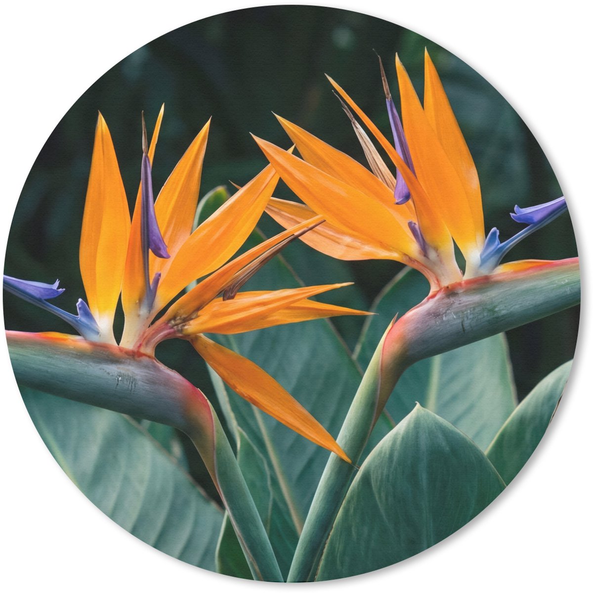 Muismat rond 30x30 cm - Mousepad Paradijsvogel - Bloem - Exotisch - Ronde muismatten