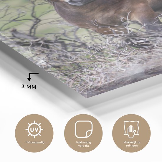 ® Glasschilderij 30x40 cm - Schilderij acrylglas - Paarden in het Nationaal park Exmoor in Engeland - Foto op glas - Muurdecoratie woonkamer - Wanddecoratie slaapkamer - Schilderijen