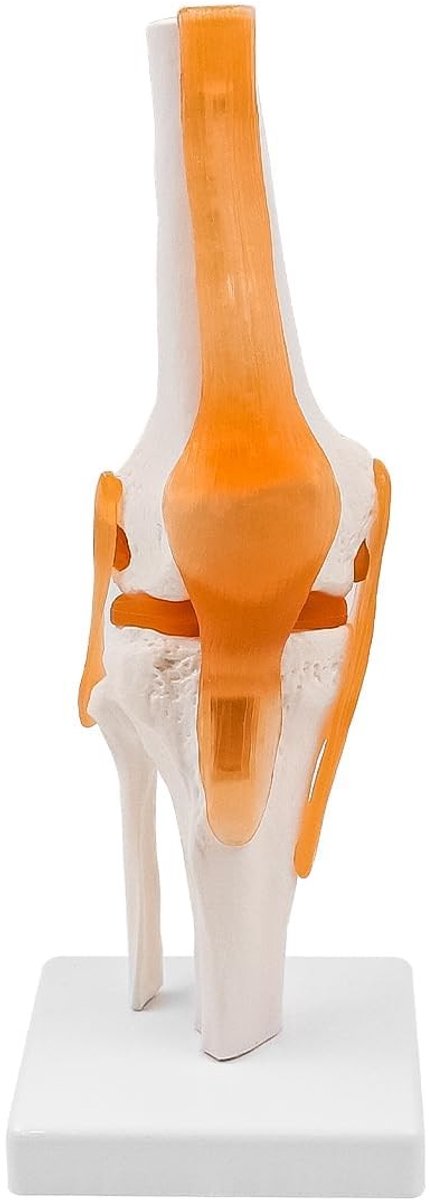 aladdien - Anatomisch Kniegewricht Model - Onderwijs en Training - Anatomisch Model - Perfect voor Medische Opleidingen - Educatief Hulpmiddel - Ges..
