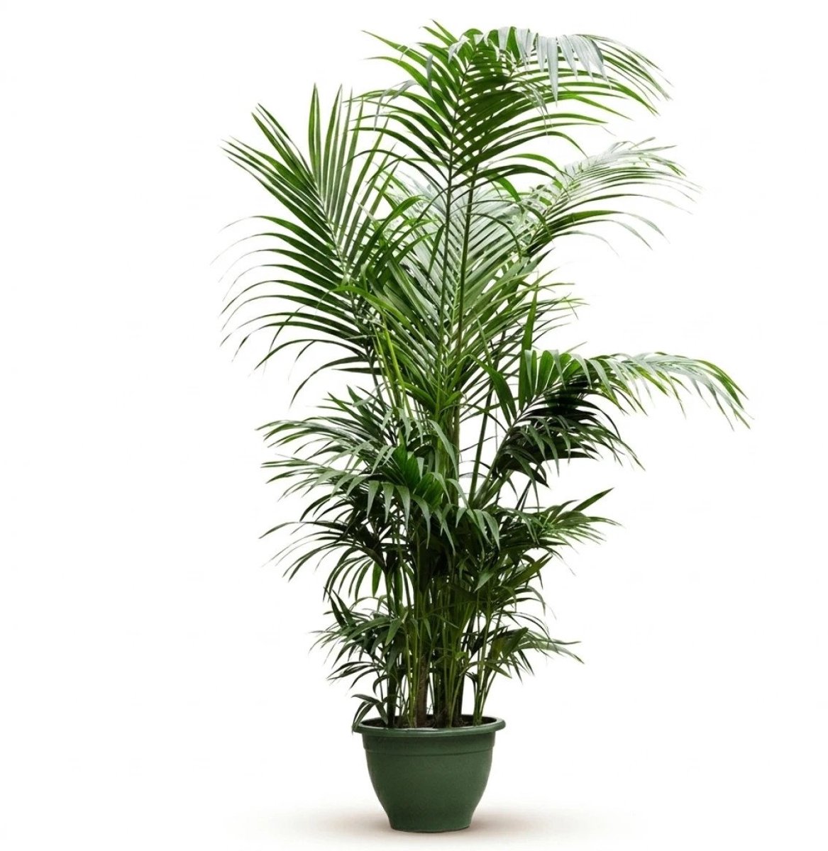Kentia (Howea) Forsteriana