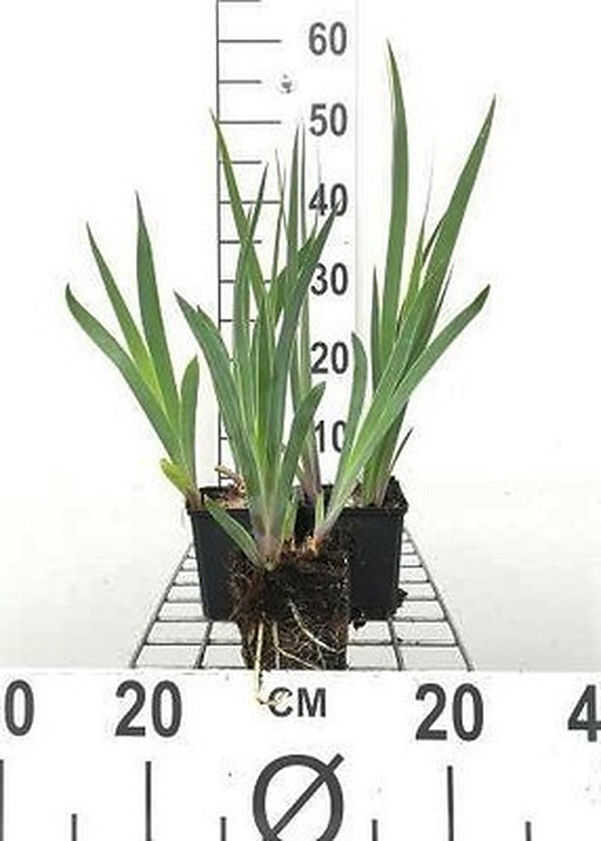 6x Baardiris - Iris (germ.) 'Black Knight' | 9x9 cm pot