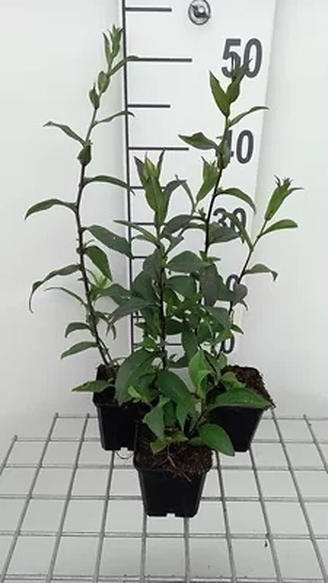 6x Leverkruid - Eupatorium cann. 'Plenum' | 9x9 cm pot