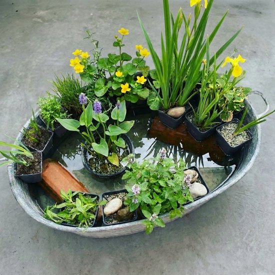 Diverse waterplanten met gele en paarse bloemen in een zinken teil met water en stenen.