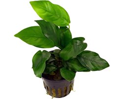Aquariumplant Anubias - Levende plant - Aquarium Decoratie - Onderhoudsarm - 8 Centimeter - Groen