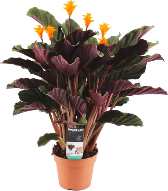 Calathea 'Candela' | Oranje - Kamerplant in kwekerspot ⌀14 cm - Hoogte 40-50 cm