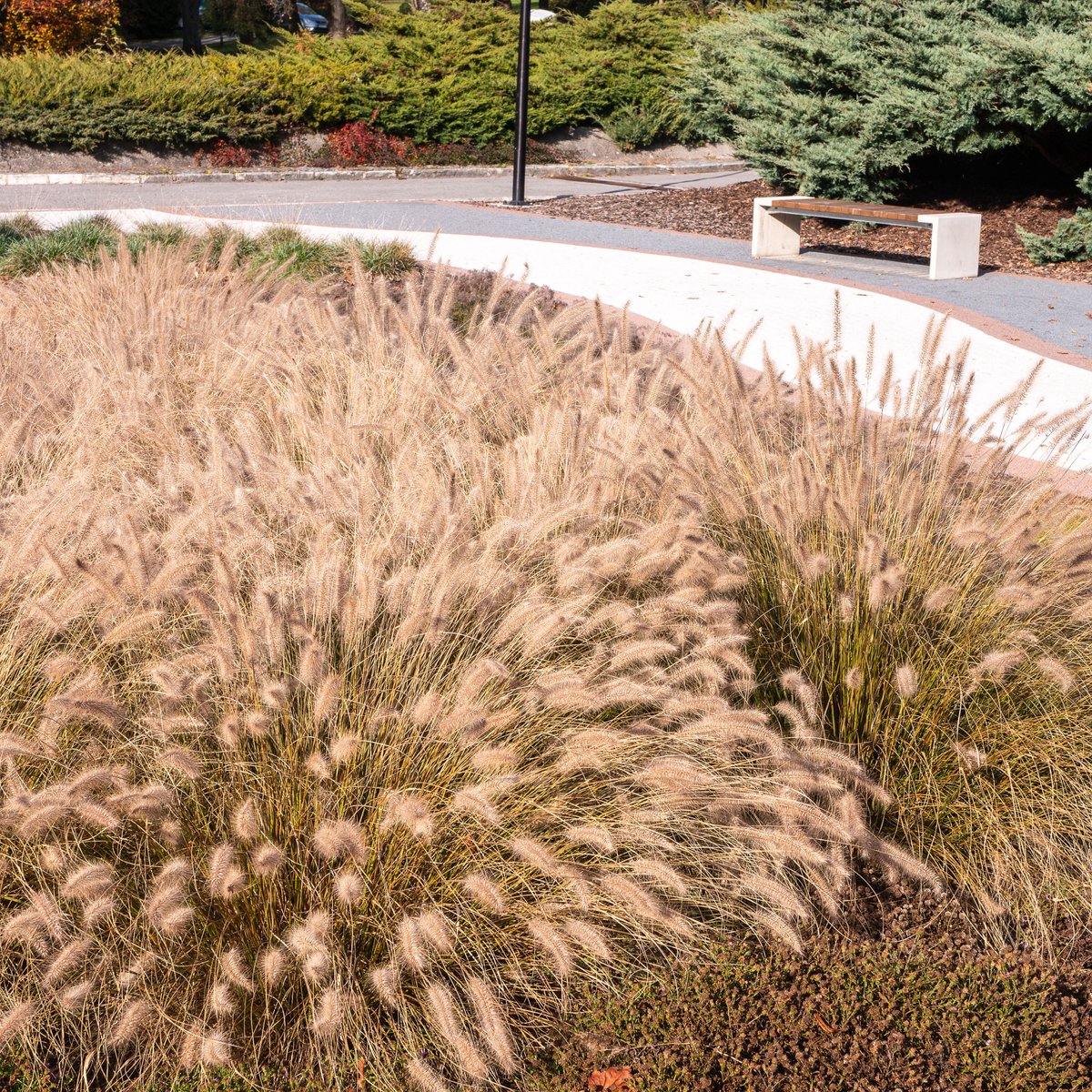 Bloomique - Set van 3 - Pennisetum alopecuroides Hameln - Lampenpoetsersgras - Siergras - Tuinplanten - Winterhard - Hoogte 10-20 cm - Pot 9x9 cm