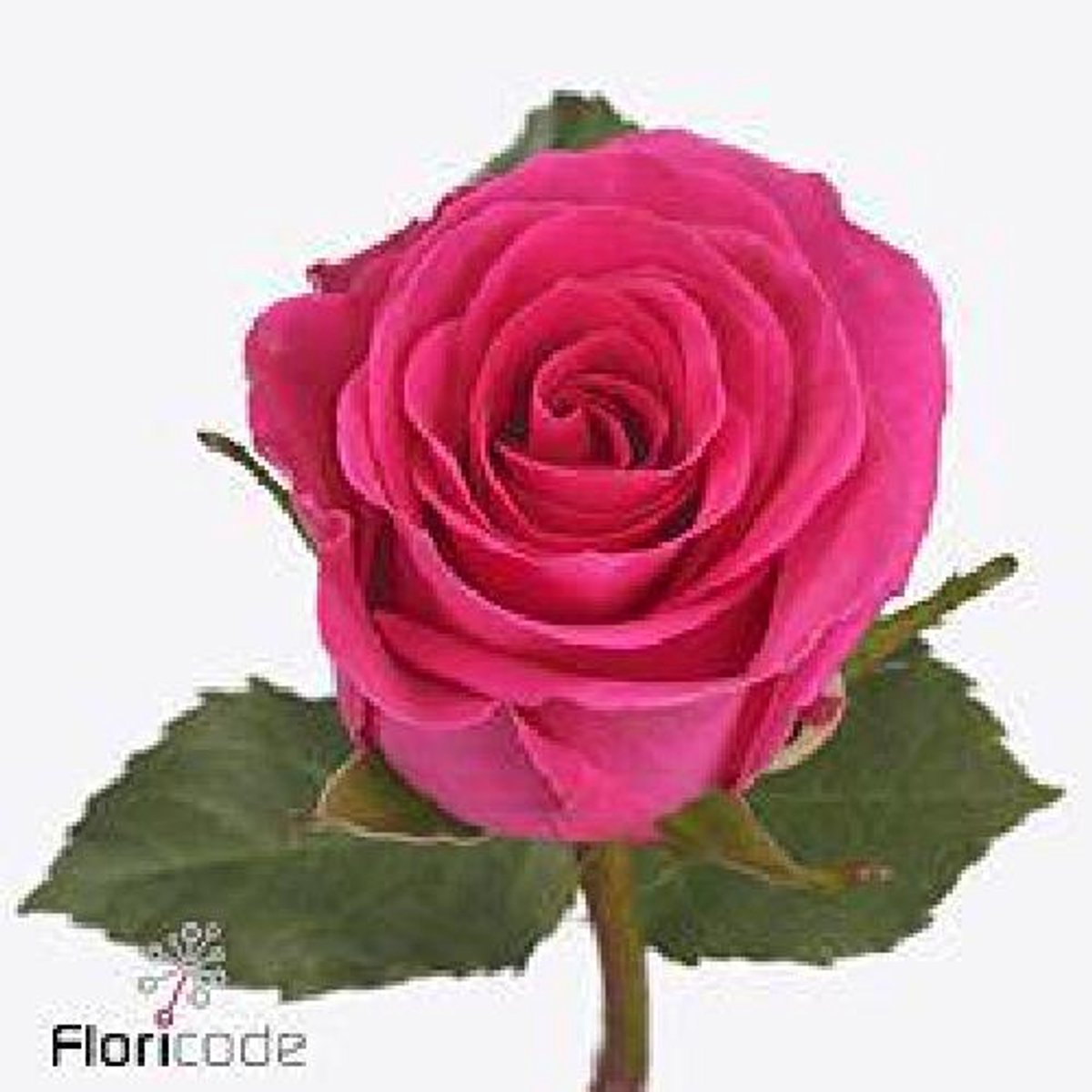 10x Rosa primrose 40cm