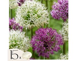 Plant in a Box - Alliumbollen - Mix van 15 - Allium 'Purple, White' - Bloembollen voor tuin, terras of balkon