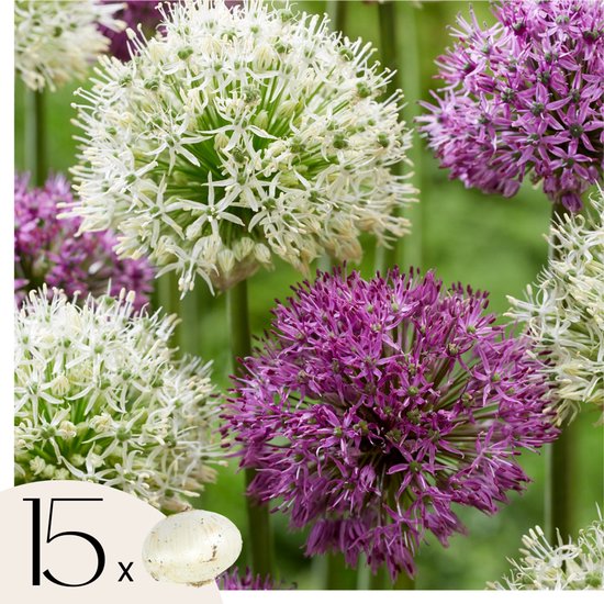 Plant in a Box - Alliumbollen - Mix van 15 - Allium 'Purple, White' - Bloembollen voor tuin, terras of balkon