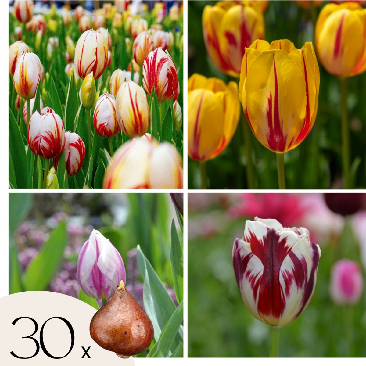 Plant in a Box - Tulipa Flaming Beauty Mix - Tulpenbollen x30 - Bloembollen - Vroege bloeiers voor in de tuin - Hollandse pracht