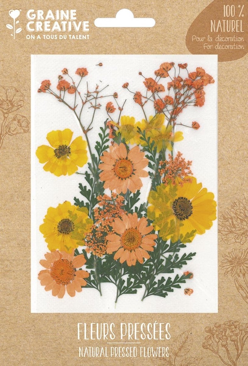 Graine Creative bloemen set - natuurlijke gedroogde bloemen Yellow Meadow 18 stuks.