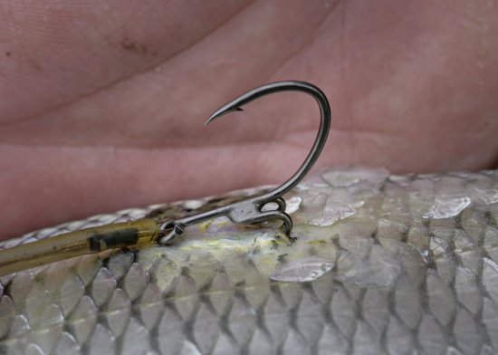 Claw Hook Camouflage Quantum Mr. Pike van Quantum — afbeelding 2
