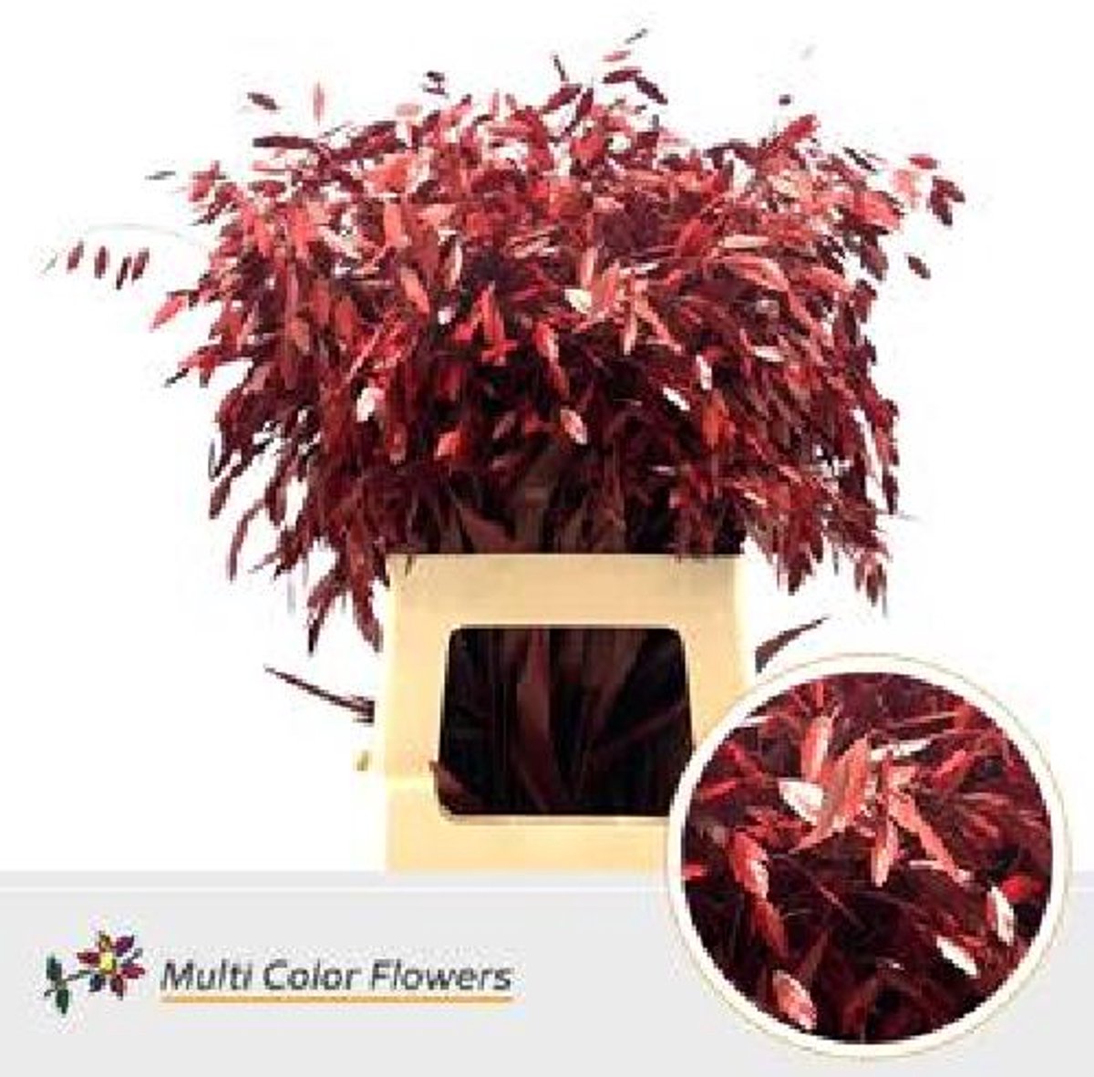 50x Gs chasmanthium rood 70cm
