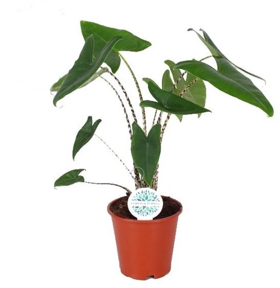 Alocasia Zebrina - Hoogte 70cm - Pot 17cm