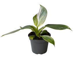 Philodendron White Wizard - Hoogte 16cm - Pot 6cm
