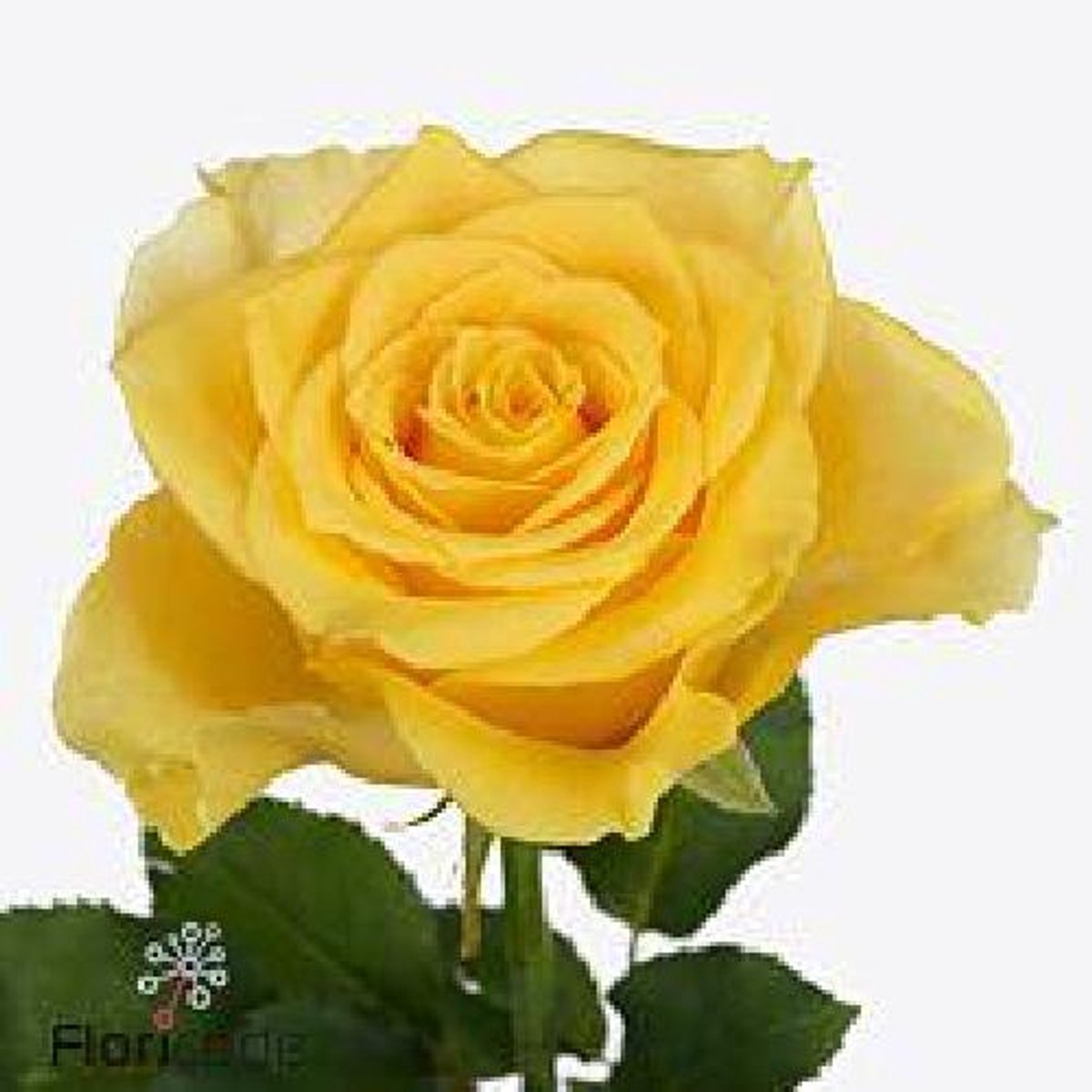 10x Rosa palmares! 60cm