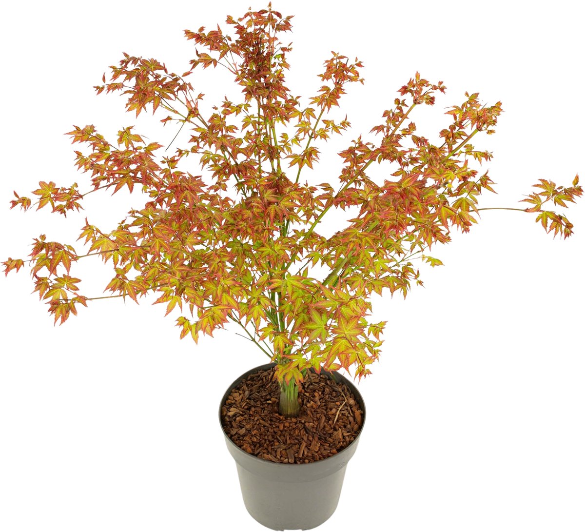 Plant in a Box - Acer palmatum 'Little Princess' - Japanse Esdoorn - Winterhard - Tuinplant - Pot 19cm - Hoogte 45-55cm