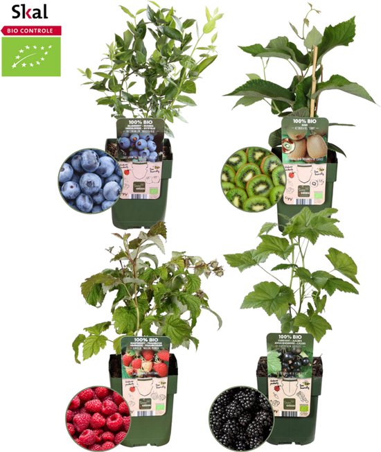 Set van 4 Biologische Fruitplanten Pakket