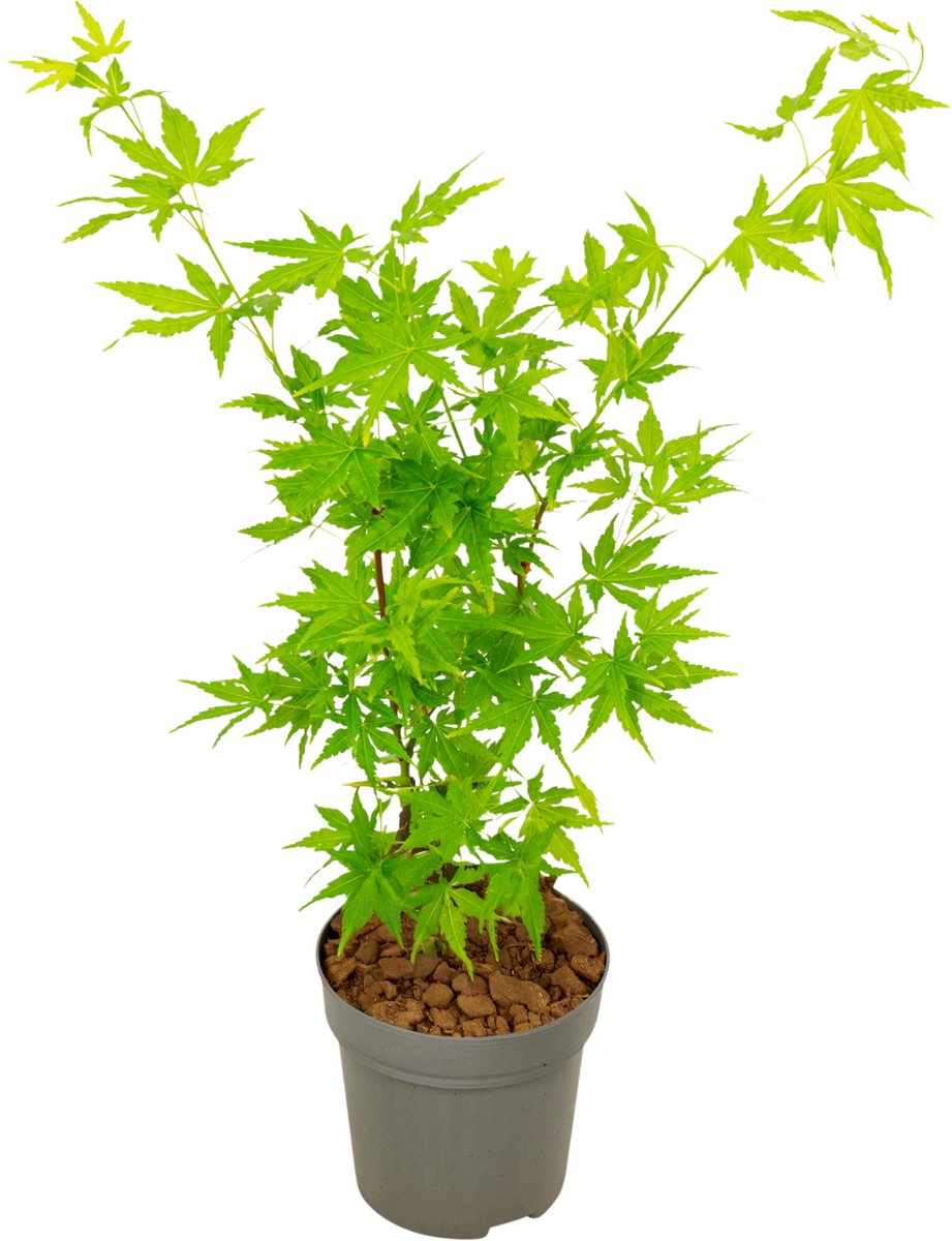 Plant in a Box - Japanse esdoorn - Acer palmatum 'Going Green' - Hoogte 25-40cm - Potmaat 10,5cm - boom - groen
