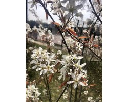 Amelanchier lamarckii - Krentenboompje, Rotsmispel , Junibes 50- 60 cm in pot