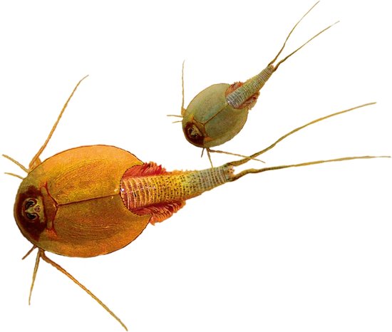 Kosmos Triops Kweken, Ertijdkreeften Beleven! De Beginnersset. Complete Set Met Eieren, Voer en Zand. Experimenteerkast : Kosmos